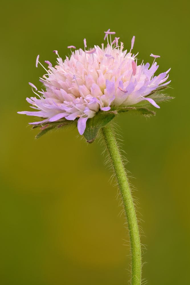 Knautia arvensis